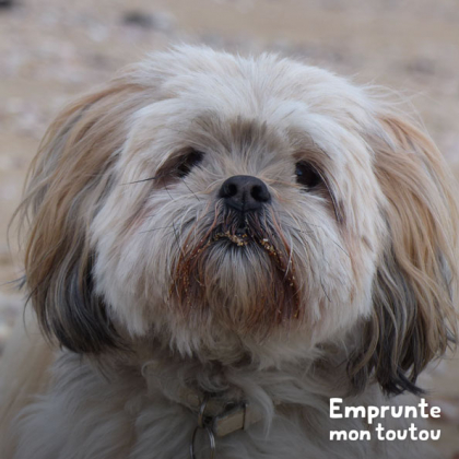 chien de race Lhassa Apso