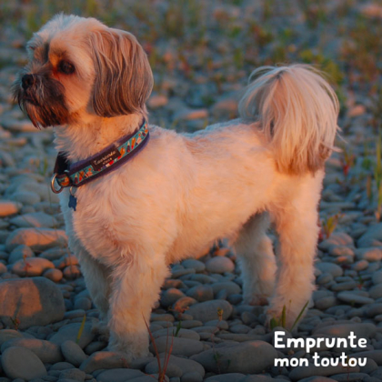 chien Lhassa Apso