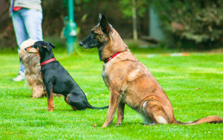 chiens participants à une épreuve d'obéissance