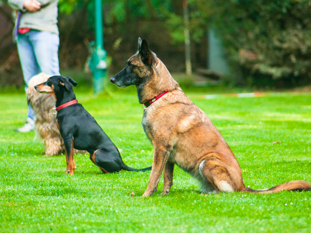 chiens participants à une épreuve d'obéissance