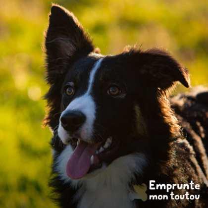 chien border collie avec une oreille levée