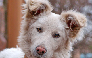 chien penchant la tête car il souffre d'une otite