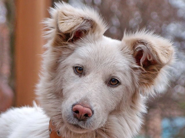 chien penchant la tête car il souffre d'une otite