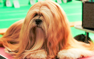 chien de race lhassa apso