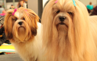 deux chiens lhassa apso aux poils longs
