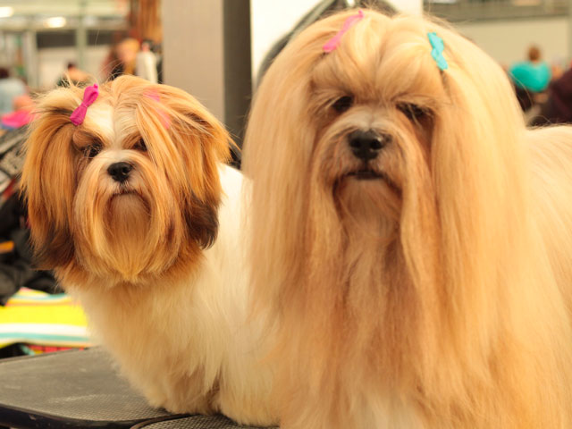 deux chiens lhassa apso aux poils longs