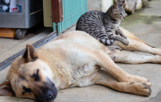 chien et chat allongés sur le sol