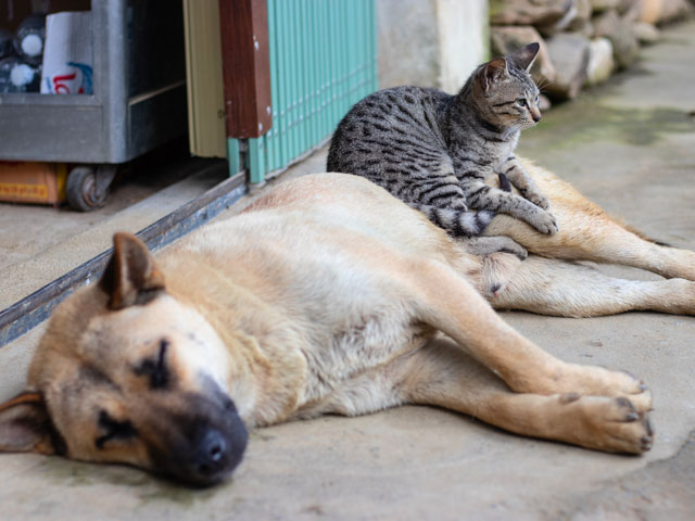 chien et chat allongés sur le sol