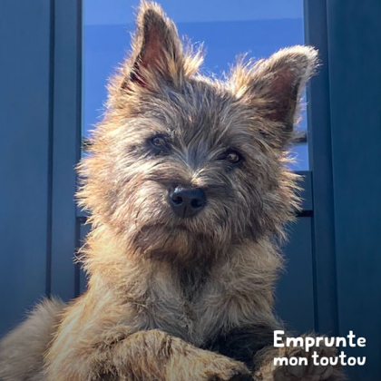 chien adulte de race Cairn Terrier