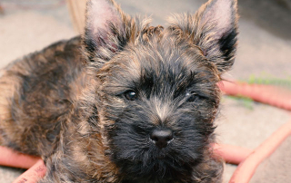 chiot Cairn Terrier