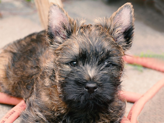 chiot Cairn Terrier