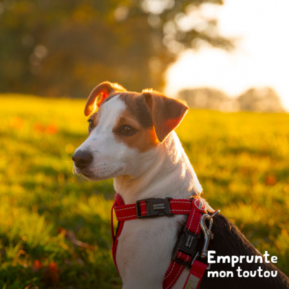 chien de race jack russell