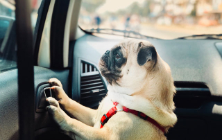 chien de race Carlin dans une voiture