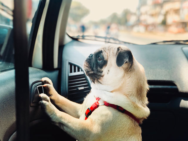 chien de race Carlin dans une voiture