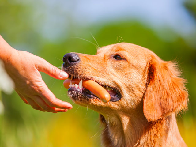chien golden retriever mangeant une saucisse