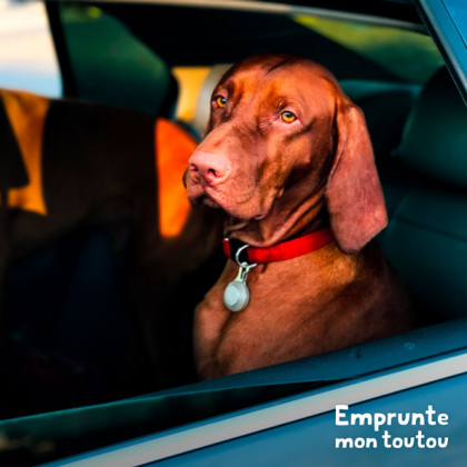 chien assis dans une voiture