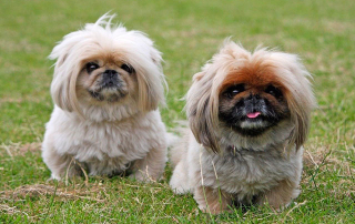 deux petits chiens Pekinois