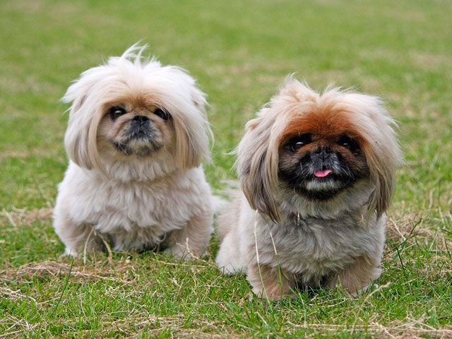 deux petits chiens Pekinois