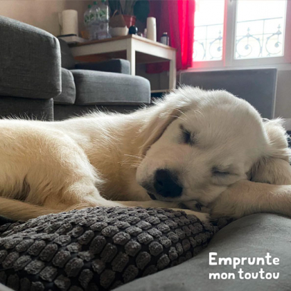 chiot golden retriever en train de dormir