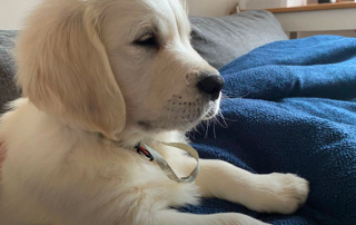 chiot golden retriever