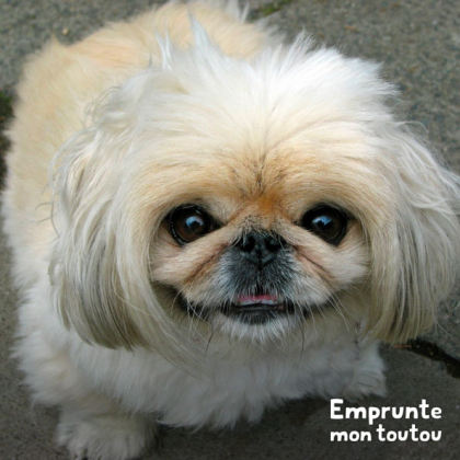 Chien de race pekinois de couleur beige