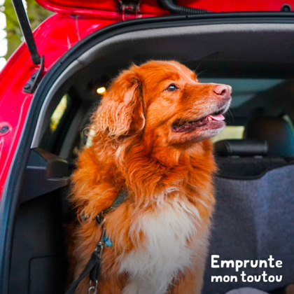 chien assis à l'arrière d'une voiture