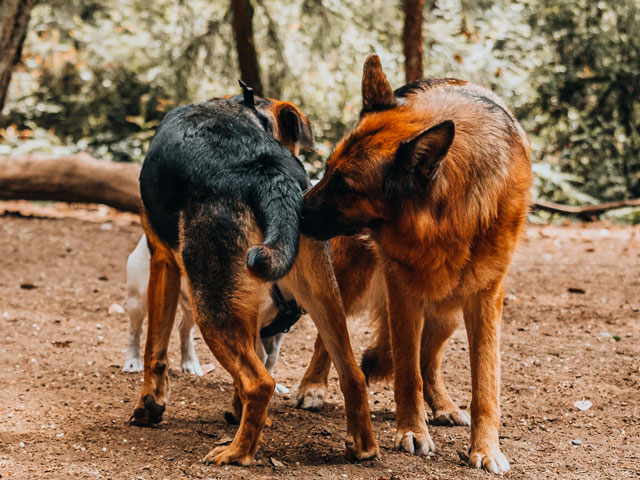 Chien reniflant le derrière d'un autre chien