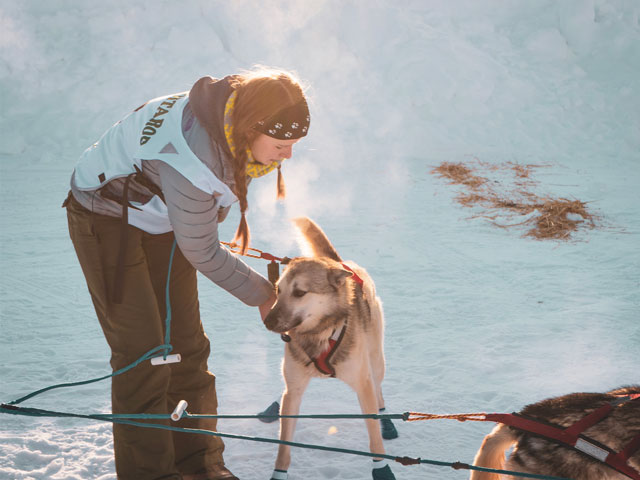 femme préparant son chien pour une course de pulka
