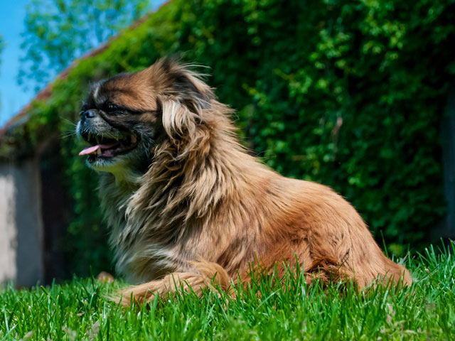 chien de race Pekinois ou Epagneul pekinois