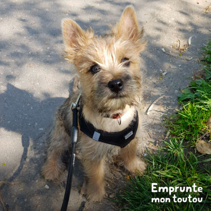 chien de race Cairn Terrier