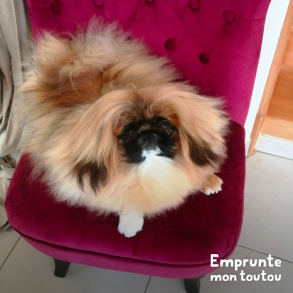 chien de race pekinois aux poils longs