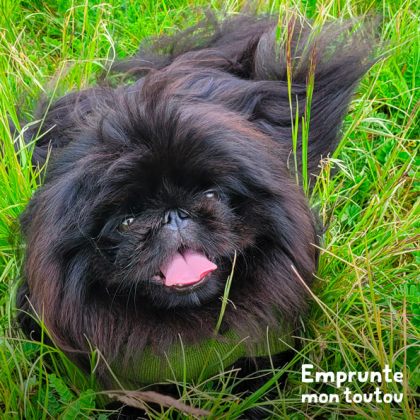 Chien de race Pekinois noir