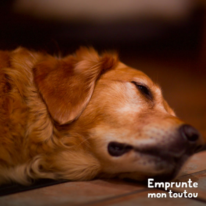 chien présentant un abattement soudain, symptôme de piroplasmose