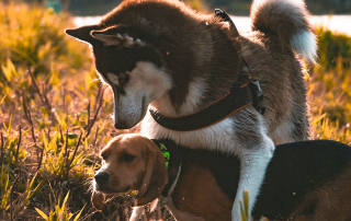chien husky chevauchant un autre chien