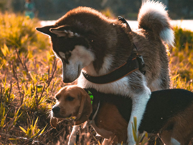 chien husky chevauchant un autre chien