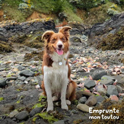 chien border collie