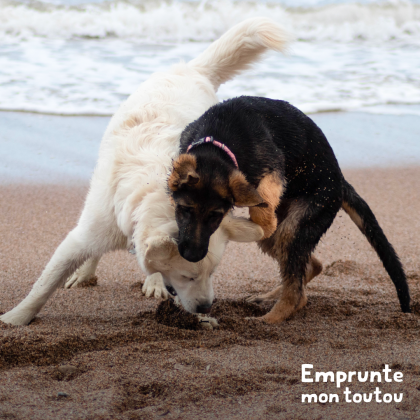 chien tentant de chevaucher un autre chien