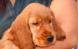 chiot malade dans les bras de son maître