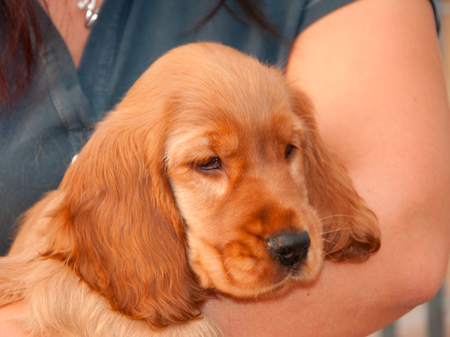 chiot malade dans les bras de son maître