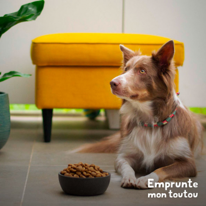 chien couché devant une gamelle pleine de croquettes