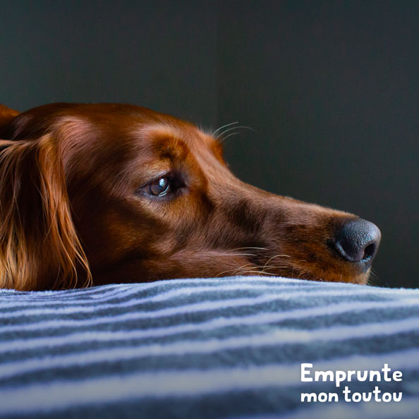 Guide mon chien vomit, que doisje faire? • Emprunte Mon toutou
