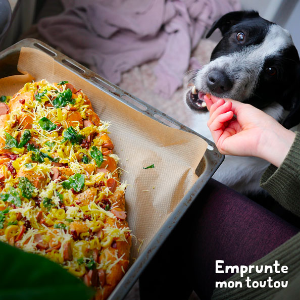 Guide mon chien vomit, que doisje faire? • Emprunte Mon toutou