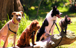 chiens de races différentes