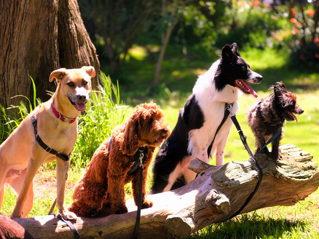 chiens de races différentes