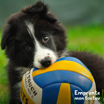 chiot border collie noir et blanc