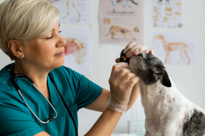 chien en consultation chez le vétérinaire