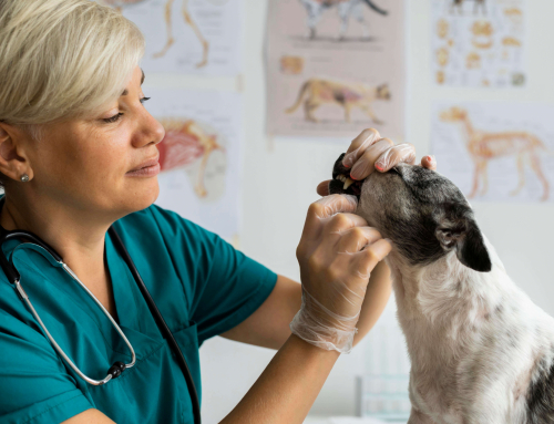 Pourquoi le prix d’une assurance pour chien varie selon la race ?