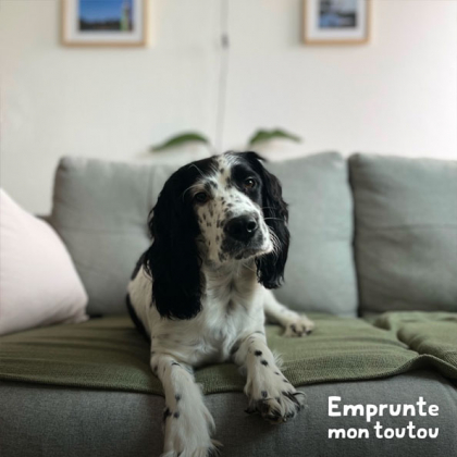 chien blanc et noir couché sur un canapé