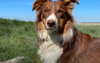 chien Border Collie tricolore