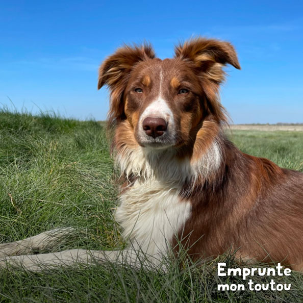 chien Border Collie tricolore